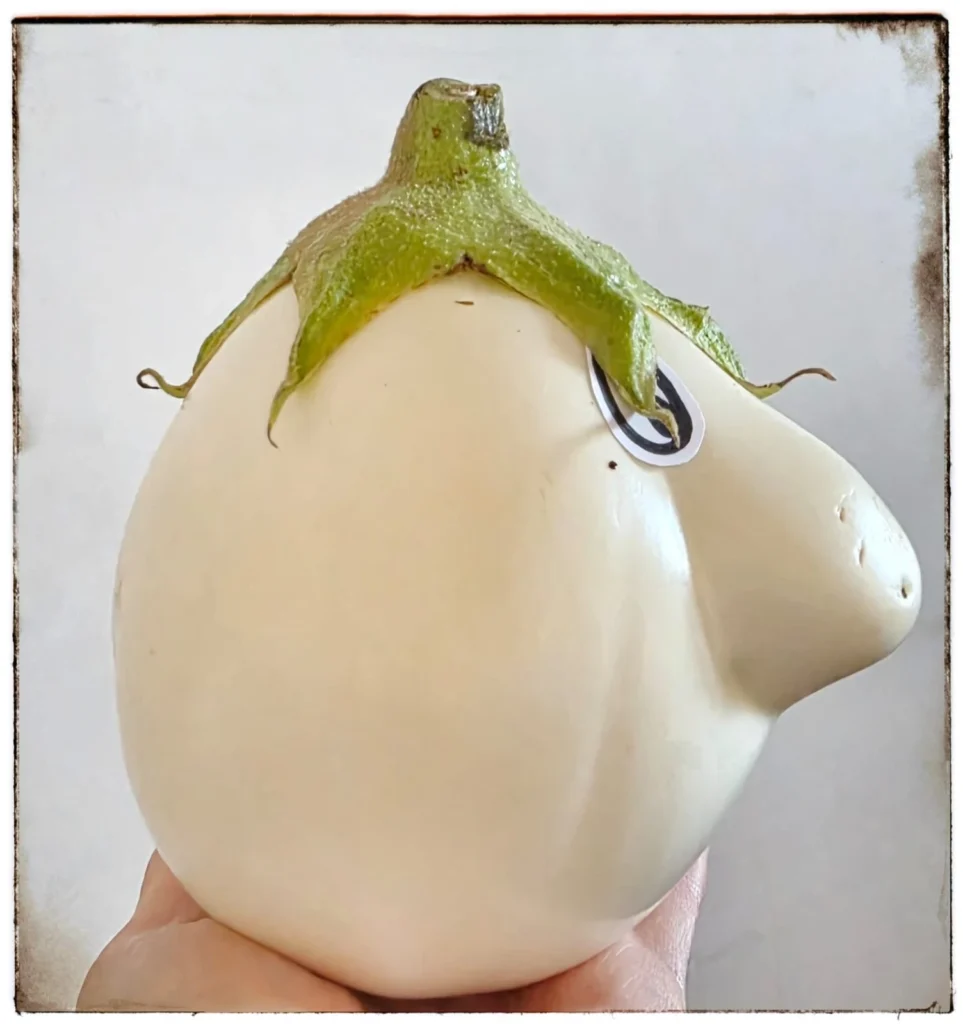 Melanzano fotografato dal lato destro con la deformazione del frutto visibile di profilo.