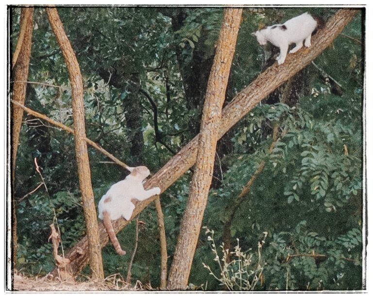 Numero4 e Nimes durante una prova di arrampicata su albero obliquo.