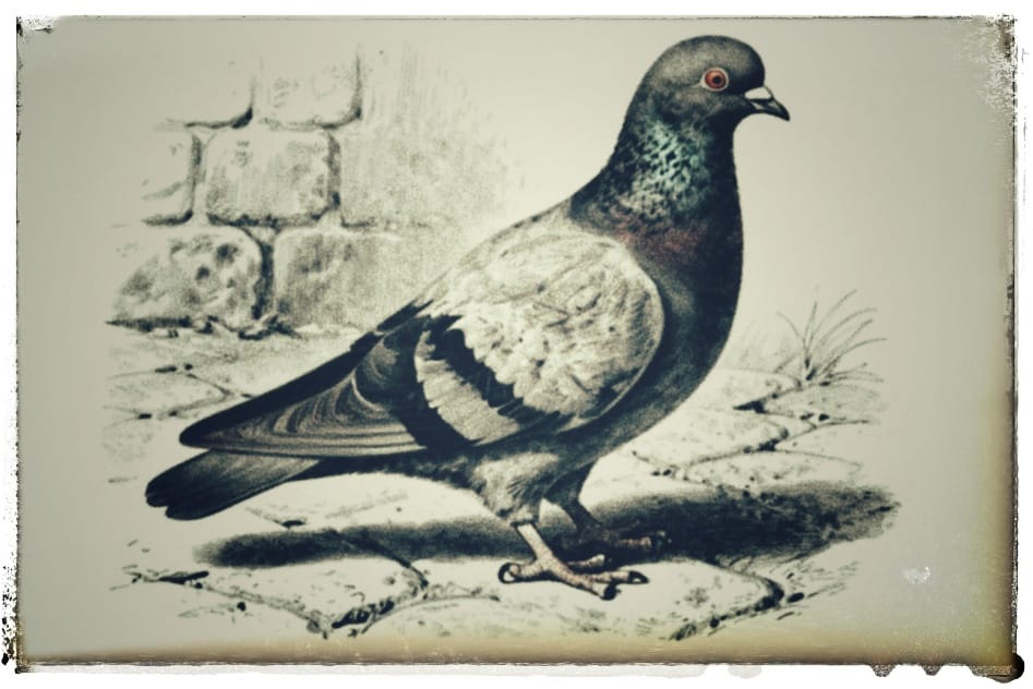 Gigio, membro della squadriglia aerea del Poggio, fotografato prima della sua morte