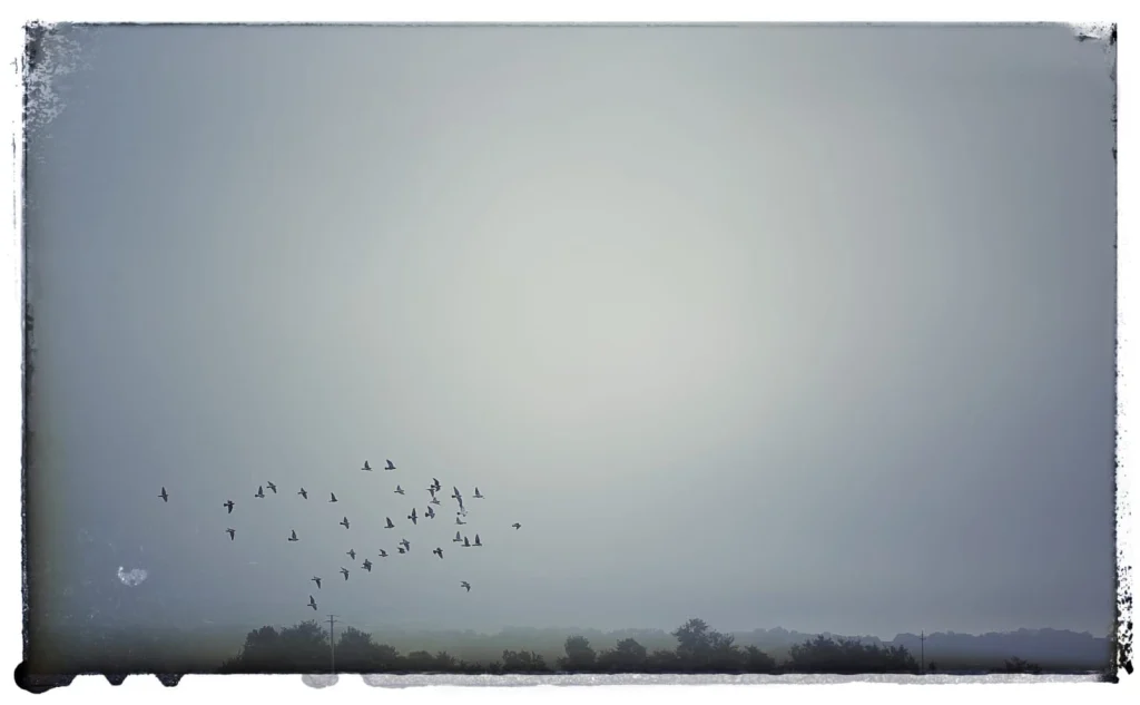 Piccioni della Squadriglia Aerea del Poggio in volo nel cielo grigio.