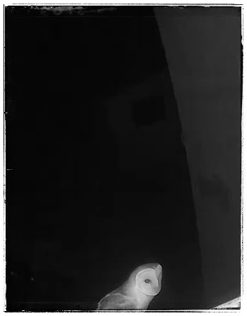 Barbagianni appollaiato di notte sulla ringhiera delle scale del Poggio.